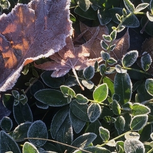 英语播客 A Cup of English:A Winter