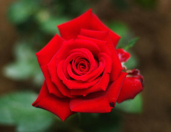 好诗献给你 第19期:我的爱人像朵红红的玫瑰 A Red, Red Rose