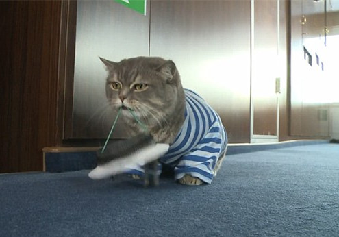 王者范的猫船长 一张神烦脸火遍全球