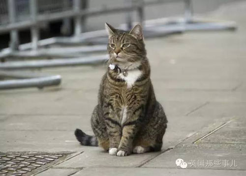 颜面扫地：英外交部“首席捕鼠官”偷溜首相府 无情被逐