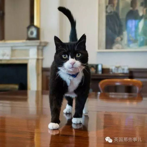 颜面扫地：英外交部“首席捕鼠官”偷溜首相府 无情被逐