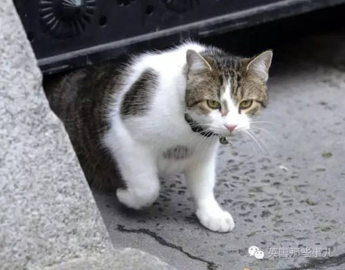 颜面扫地：英外交部“首席捕鼠官”偷溜首相府 无情被逐