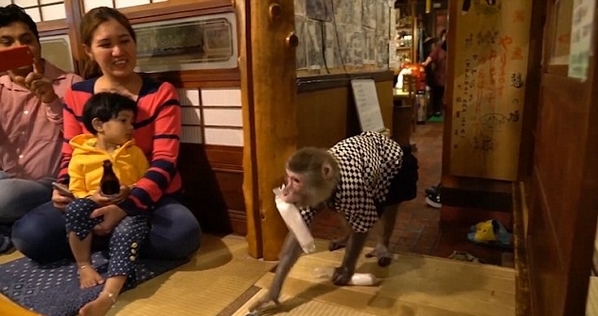 日本酒馆生意经：可爱的猴子当服务员，香蕉变工资