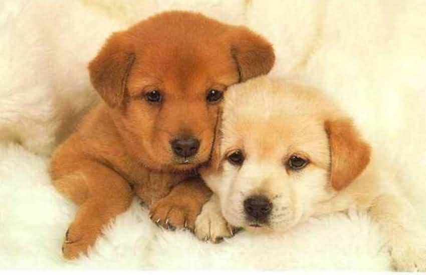 美语会话 152 We could get a dog! 我们可以养只狗！