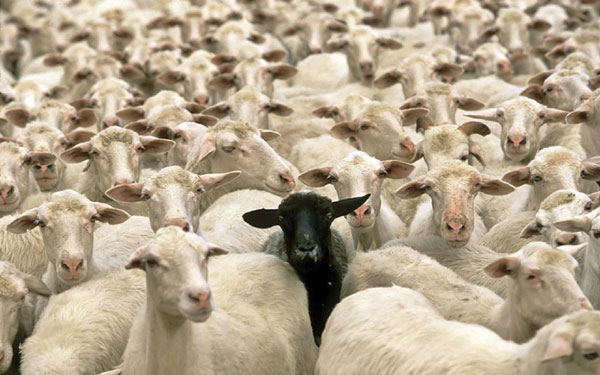 替罪羊（scapegoat）、败家羊（black sheep），为何英语中背锅的总是羊