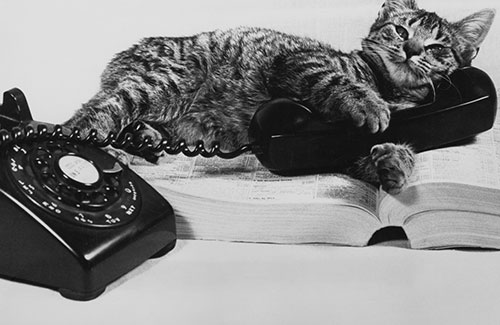 猫咪教给我们的那些事