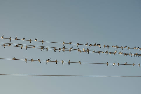 儿童英语笑话：How many birds left? 还剩几只鸟？