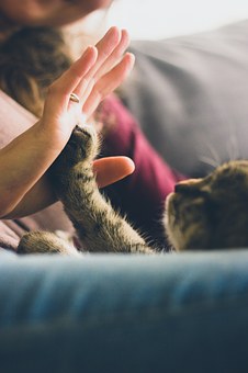 猫和狗一样爱你，只是不愿表现出来