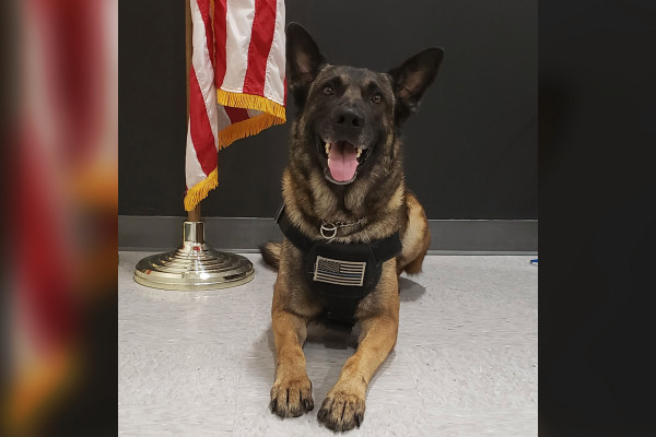 警犬10分钟内找到失踪的3岁儿童