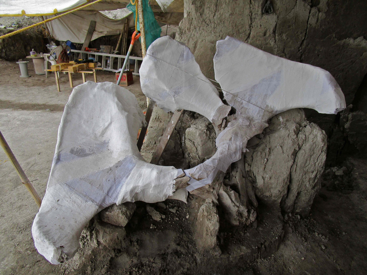 15000年前的猛犸象陷阱，是古代猎人的第一个证据